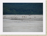 Alaska 183 * These three grizzlies provided wonderful. long distance entertainment from our Melt Creek camp.  See movie also. * These three grizzlies provided wonderful. long distance entertainment from our Melt Creek camp.  See movie also. * 2816 x 2112 * (2.68MB)